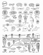 Emblems 1916 to 1937